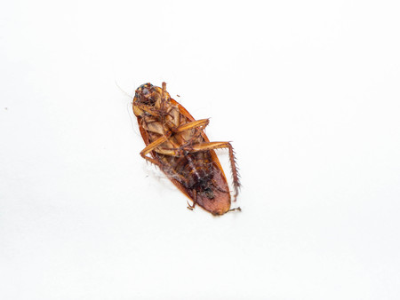 close-up cockroach isolated with cobweb on white backgroundの写真素材