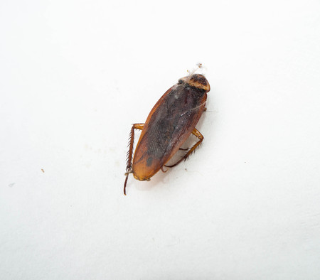 close-up cockroach isolated with cobweb on white backgroundの写真素材