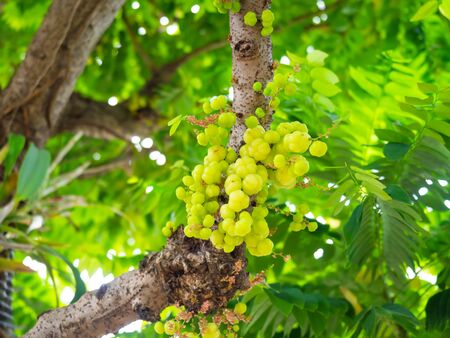 Star gooseberry on tree. fruit and vegatable Thailand fruit,bunchの写真素材