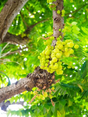 Star gooseberry on tree. fruit and vegatable Thailand fruit,bunchの写真素材