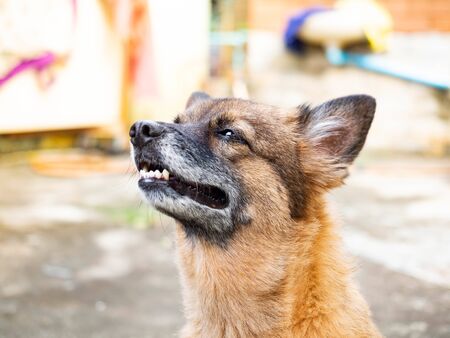 Portrait of young crossbreed dog,Look at something,Light shines throughの写真素材