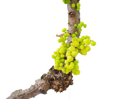 Papaya tree,Di cut on white background,Green leaf in asian,Textureの写真素材