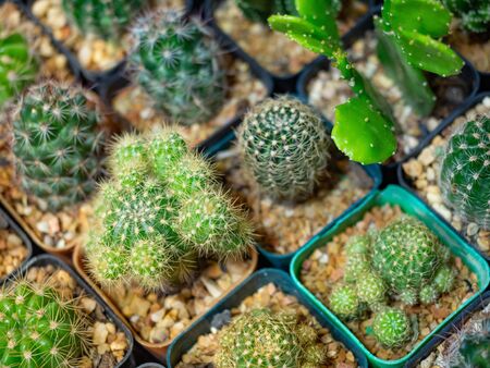 Cactus, Nature Green Garden, Growth up Closeup shotの写真素材