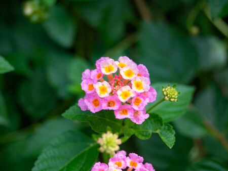 Pink and yellow flowers is beautiful bloom, Nature on green, Leaves behind is background, At Sri Nakhon Khuean Khan Park and Botanical Garden in Bangkok Thailandの写真素材