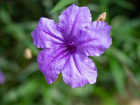 Violet flower is beautiful bloom, Nature on green, Leaves behind is background, At Sri Nakhon Khuean Khan Park and Botanical Garden in Bangkok Thailandの写真素材