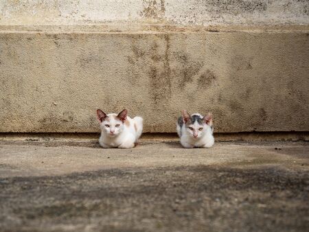 Two kittens is colors white sitting at Wat kaew Bangkok Thailandの写真素材