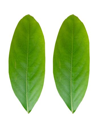 Green leaf is beautiful shape, White background mappingの写真素材