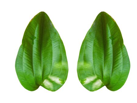 Green leaf is beautiful shape, White background mappingの写真素材