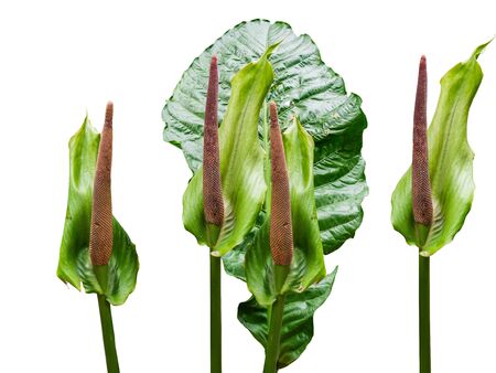 Brown flowers is look Slender, Behind it is a large green leaf. Nature on green, White background, Garden in Bangkok Thailandの写真素材