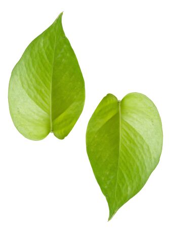 Green leaf is beautiful shape, White background mappingの写真素材