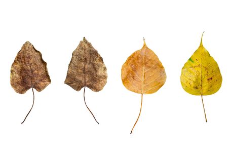 Leaf name is Bodhi fall from the tree, Dry leaves colors Brown Yellow Orange, Nature is wilted, White background mappingの写真素材