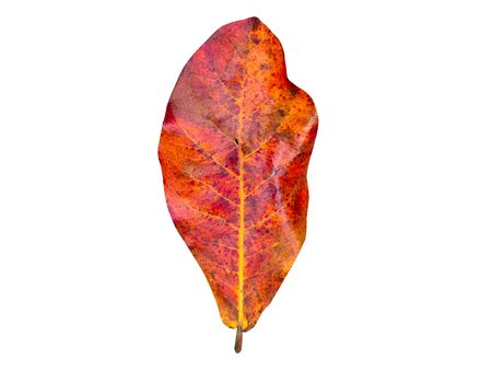 Leaf fall from the tree,Red dry leaves big, Nature is wilted, White background mappingの写真素材