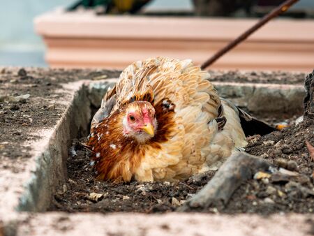 Chicken digging for food on the ground, Instinct of animalの写真素材