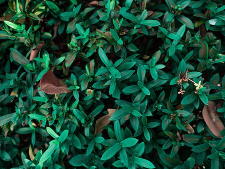 Green plants in nature,Outdoor shape beautiful leaf green