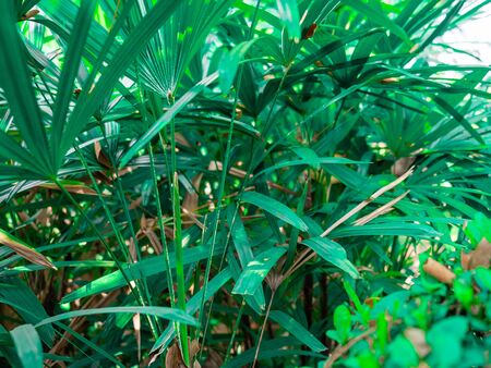 Green plants in nature,Outdoor shape beautiful leaf greenの写真素材