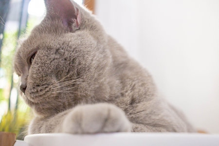Gray-haired cat sleeping in a cafeの写真素材