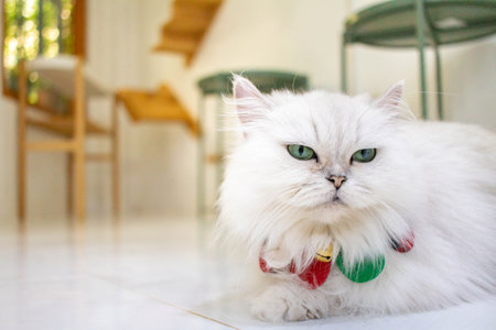 A white cat in pet cafe, the cat is booking, looking.の写真素材