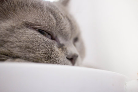 Gray-haired cat sleeping in a cafeの写真素材