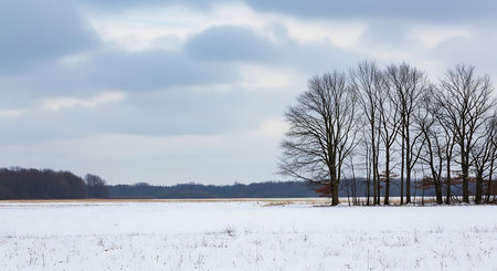 Beautiful winter landscape with trees in the field and cloudy sky.の素材