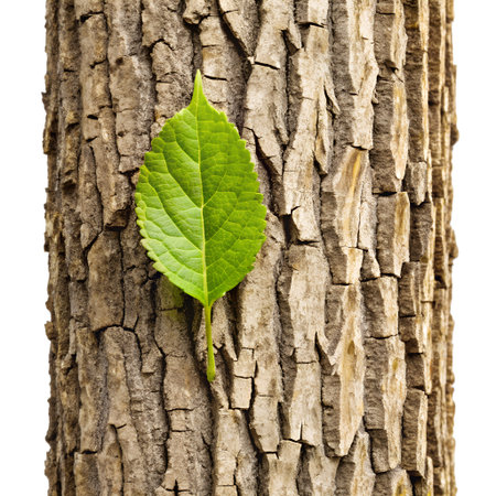 Green leaf on the bark of a tree isolated on white background.の素材