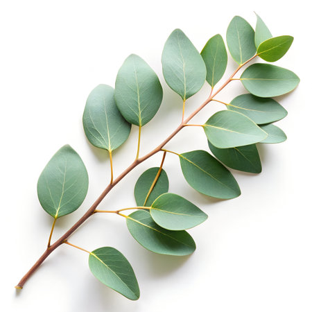Eucalyptus branch isolated on white background. Flat lay, top viewの素材