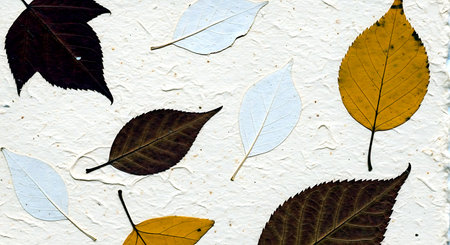 Autumn leaves on white wall. Autumn background. Fall background.の素材