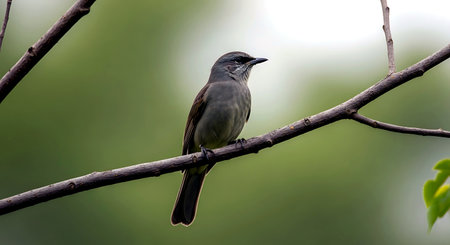 Brown-headed Bulbul, Pycnonotus goiavierの素材