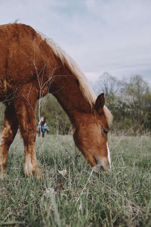 Horse in the field mammal nature animals mammals landscape