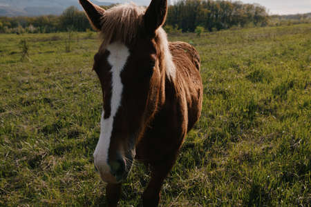 nature landscape horse in the field eating grass animalsの写真素材