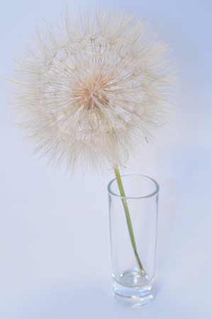 dandelion flower in a glassの写真素材