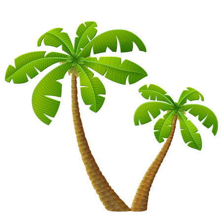 Tropical palm tree with leaves. Group of beach plants. Qualitative vector illustration for travel concept southern nature resort tropical flora beach etcのイラスト素材