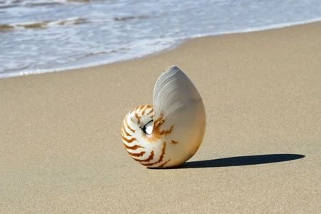 a nautilus shell balanced harmoniously on the sand on a clean beachの写真素材