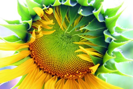 sunflower half open with colorful imature seed podの写真素材