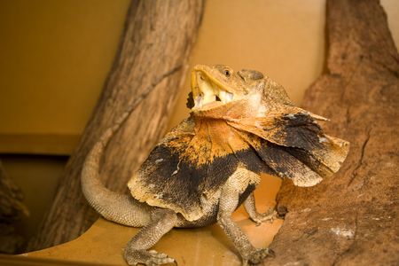 frill neck lizard in a defensive pose, slightly motion blured due to lizards fast movementの写真素材