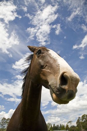 interesting angle of a horse witha beautiful blue sky backgroundの写真素材