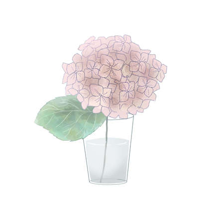 Pink hydrangeas in a vase. On white background.のイラスト素材
