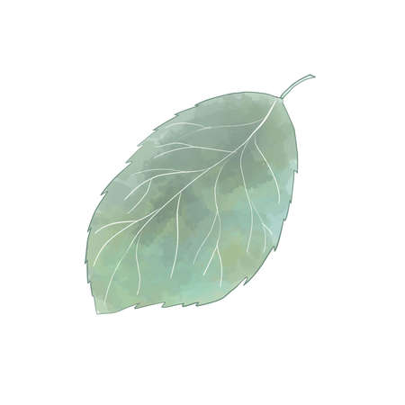 The leaf of the hydrangea. On a white background.のイラスト素材