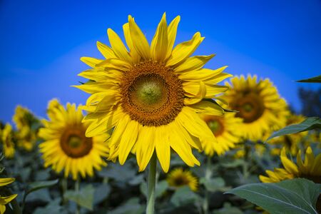 Portrait of a sunflower in the field....の写真素材