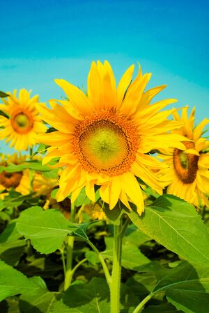 Portrait of a sunflower in the field....の写真素材