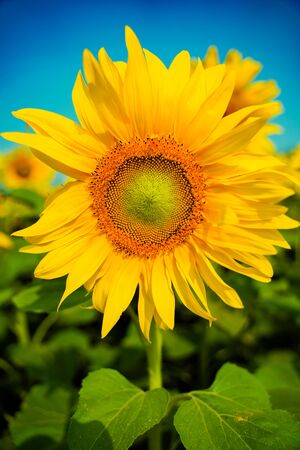 Portrait of a sunflower in the field....の写真素材