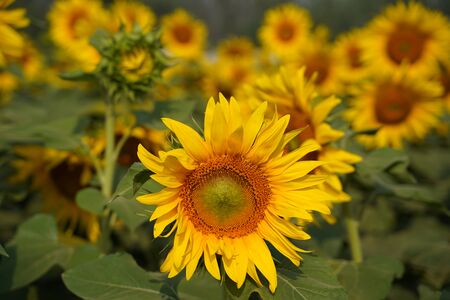 Portrait of a sunflower in the field....の写真素材