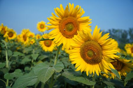 Portrait of a sunflower in the field....の写真素材