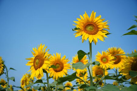 Portrait of a sunflower in the field....の写真素材