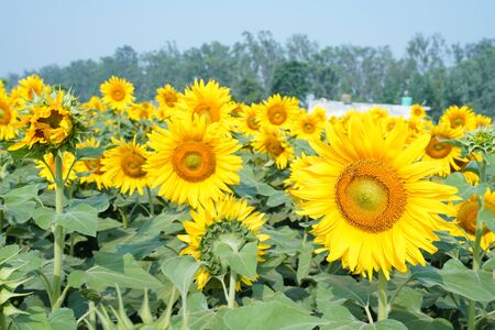 Portrait of a sunflower in the field....の写真素材