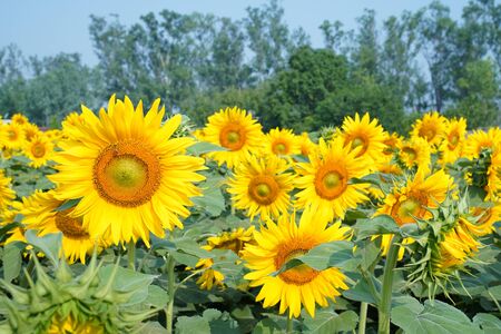 Portrait of a sunflower in the field....の写真素材