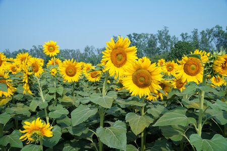 Portrait of a sunflower in the field....の写真素材