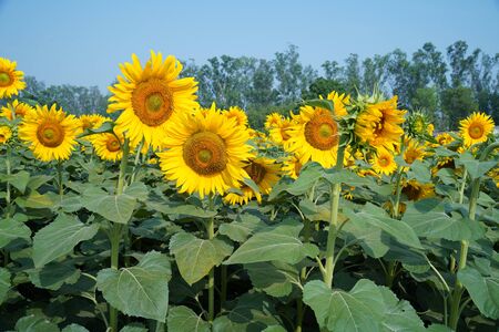 Portrait of a sunflower in the field....の写真素材