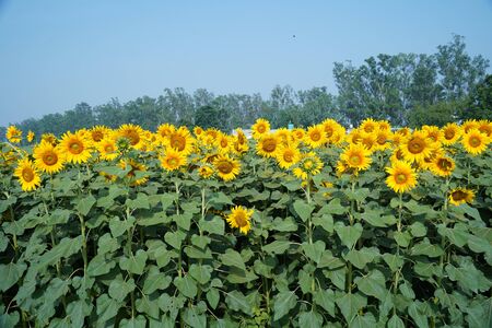 Portrait of a sunflower in the field....の写真素材