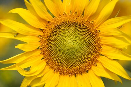 Portrait of a sunflower in the field....の写真素材