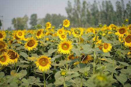 Portrait of a sunflower in the field....の写真素材